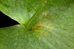 Kidneyleaf grass of Parnassus